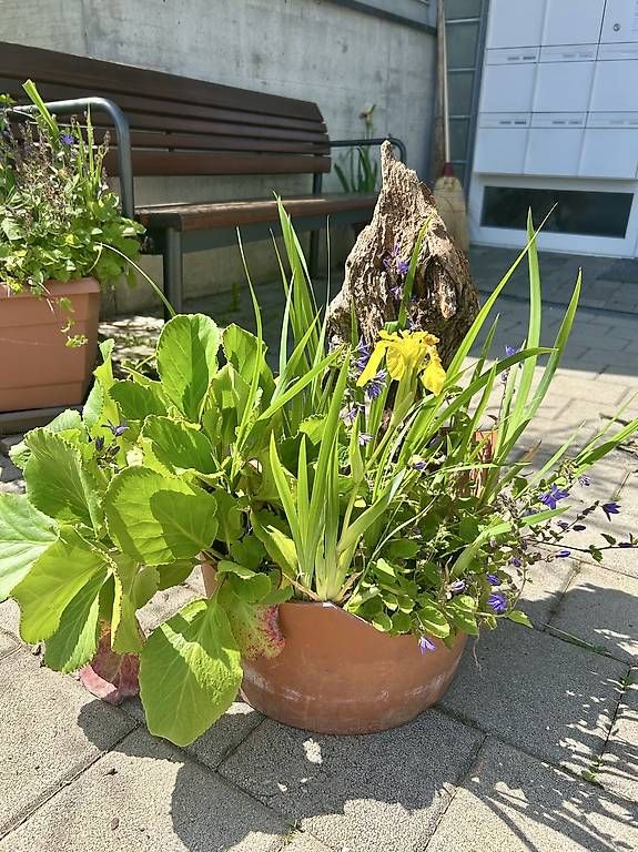 Ciotole: 3 Blumen in der Schale  – Usato da Frauenfeld venduto da Irene.Schuppli
