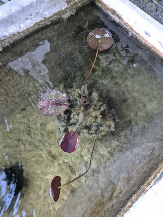 Teich Pflanzen Kaufen auf Ricardo