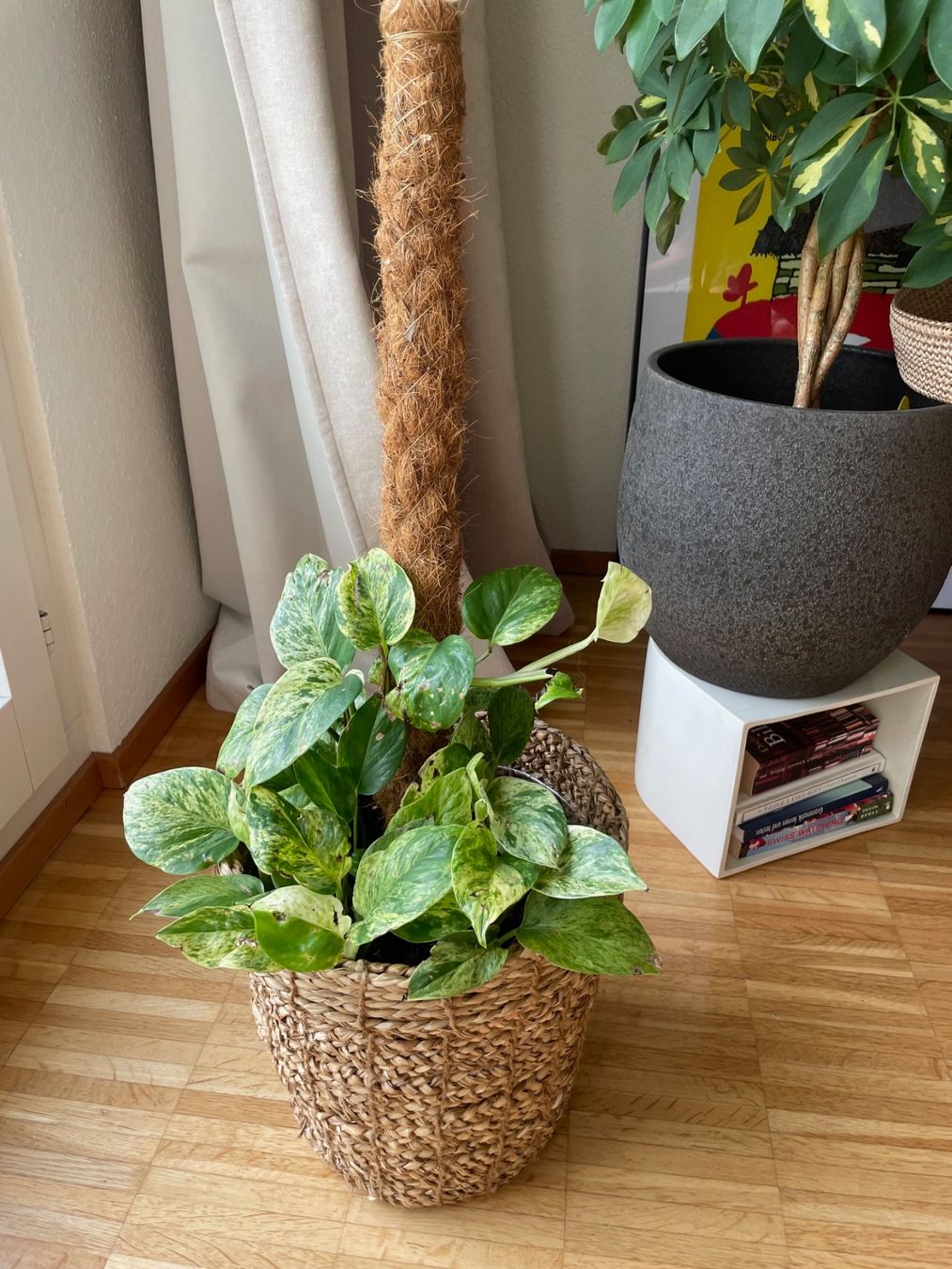 Plantes & graines: Efeutute (variegiert) mit Korb & Moosstab – D'occasion à Zürich par gin_q98j