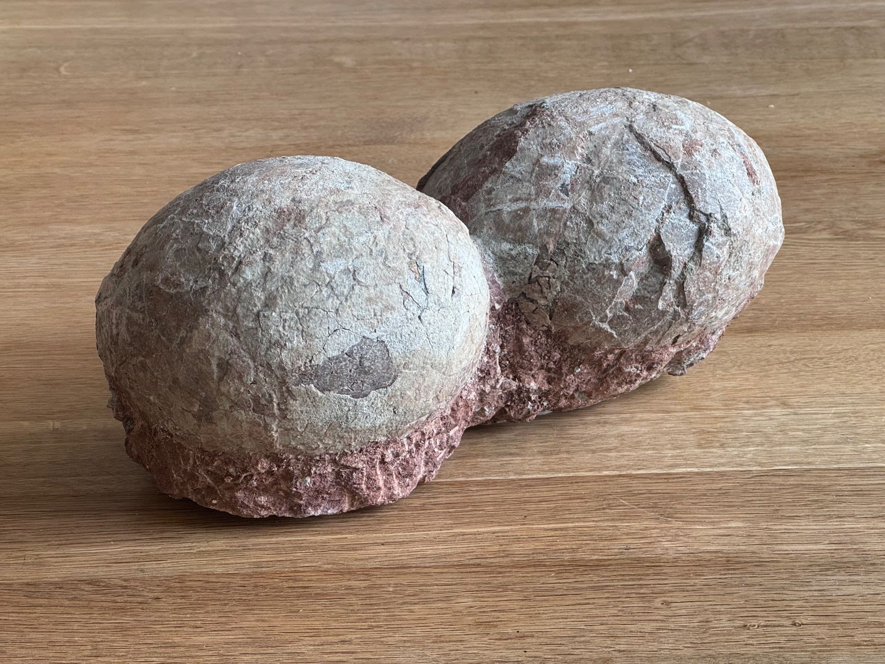 Fossili: Dinosaurier Fossil - Hadrosaurus/Dendroolithus Eier – Usato da Zürich venduto da xevious69
