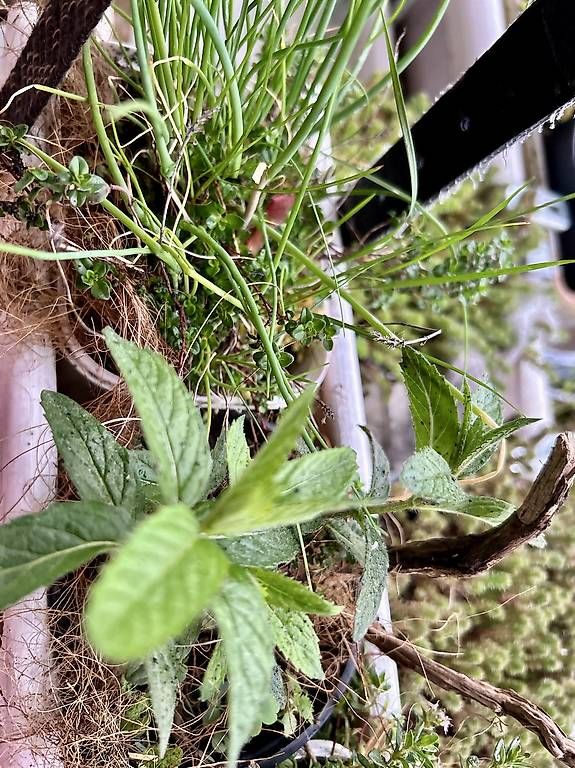 Pots de fleurs: Kräuterkistli – D'occasion à Frauenfeld par Irene.Schuppli 3