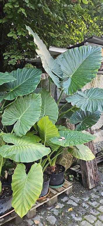 Piante & sementi: Alocasia macrorrhizos – Usato da Wabern venduto da VOLVGNG73 2