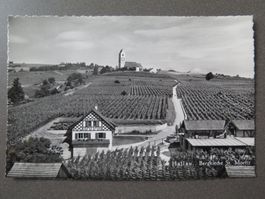 HALLAU - WEINBAUGEBIET - REBEN - WINZER