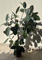 Pianta di Ficus Elastica