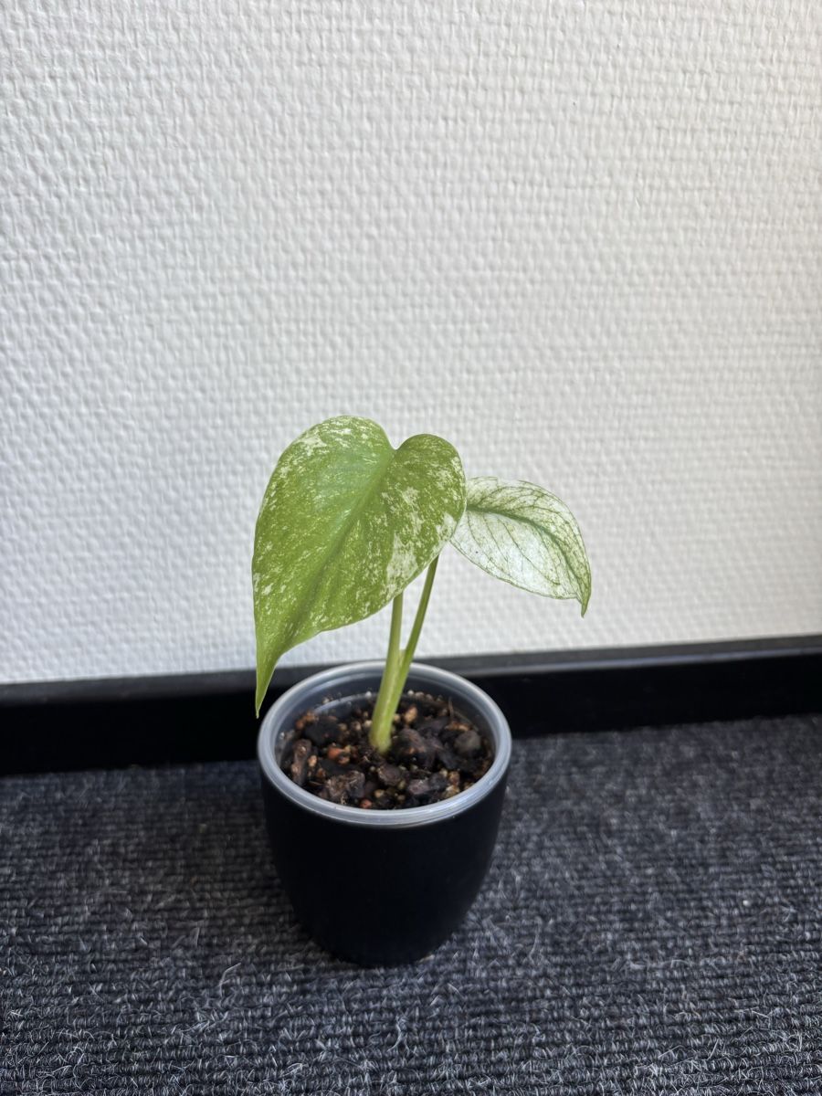 Piante & sementi: Monstera Mint – Usato da Alpnach Dorf venduto da lisa_plants
