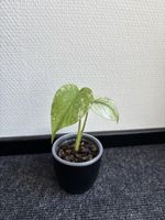 Monstera Mint