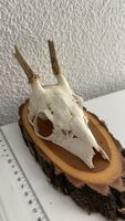 Dekorativer Rehbock-Schädel auf Holzbrett