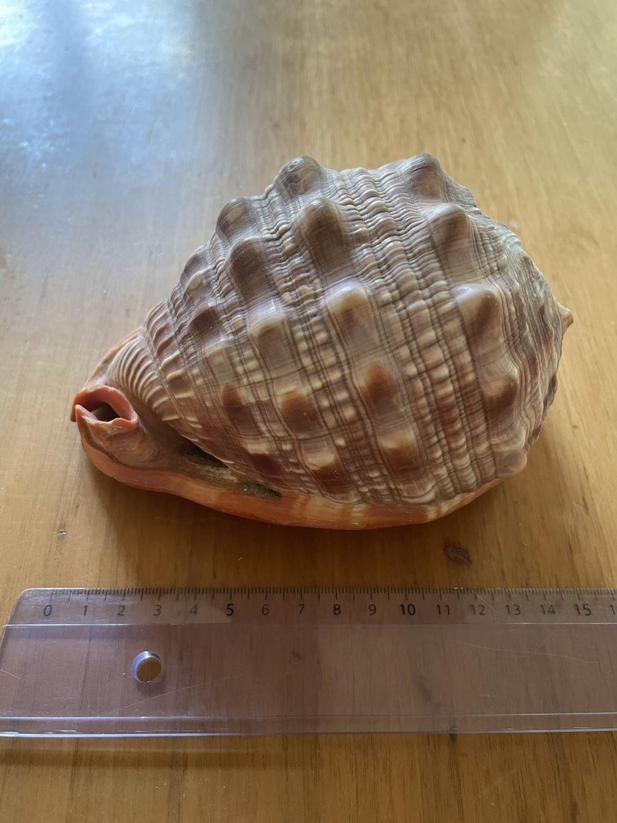 Fossili: Schnecke (Muschel) Cassis rufa – Usato da Basel venduto da Konix 2