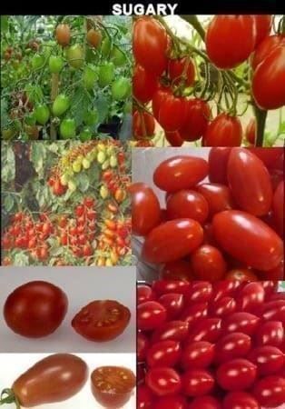 Piante & sementi: TOMATE SUGARY La plus sucrée ! 5g – Nuovo (secondo la descrizione) da Bremblens venduto da FIBONACCI369