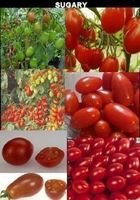 TOMATE SUGARY La plus sucrée ! 5g