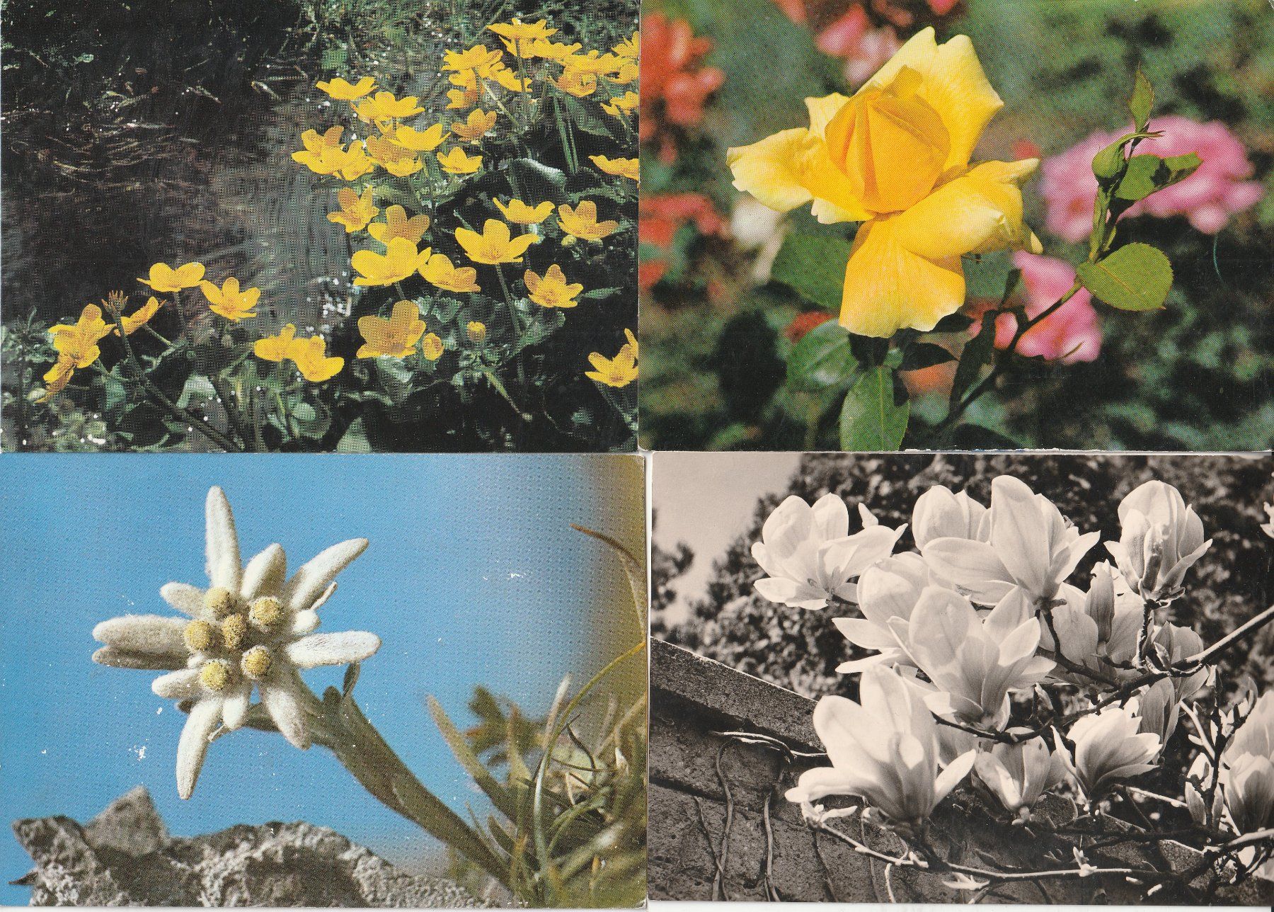 Cartoline postali: 40 Blummenkarten – Usato da Lumbrein venduto da made02 8