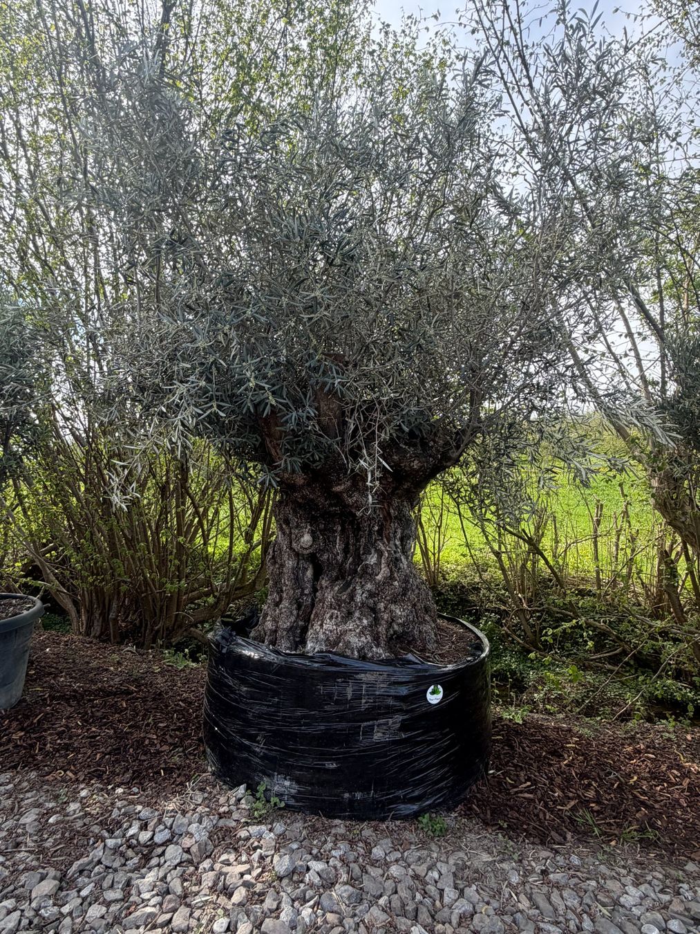 Piante & sementi: Olivenbaum "Olea Europea 20" - Versand möglich – Nuovo (secondo la descrizione) da Zuckenriet venduto da Thur_Plant 2