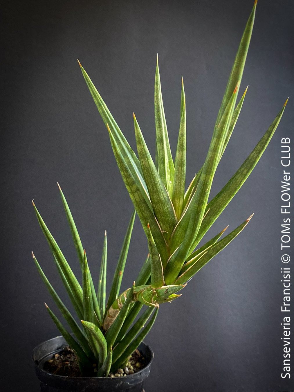 Plantes & graines: Sansevieria Francisii - einzigartig schön - oder? – Neuf avec emballage d'origine à Adliswil par astom369 6