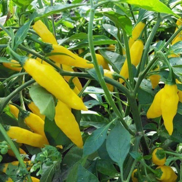 Piante & sementi: 30 Samen LEMON DROP Chili – Nuovo (secondo la descrizione) da Ehrendingen venduto da VerveinaSamen 1