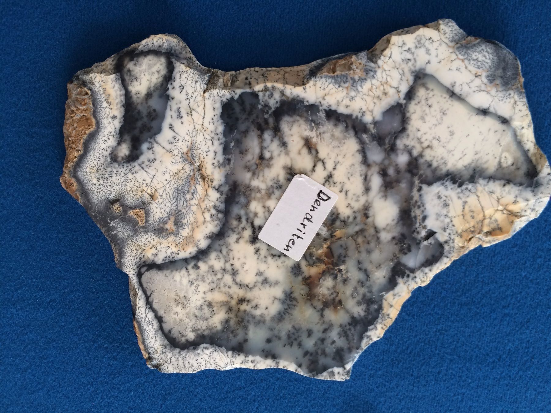 Fossili: Fossilien Dendrit / geschliffene Platte – Nuovo (secondo la descrizione) da Luzern venduto da adonairo 1