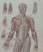 Antiker MUSKULATUR Stahlstich 1863 MEDIZIN Anatomie