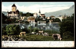 AK Spiez am Thunersee, Totalansicht mit Kirche, Kühe am Weid