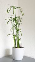 Zyperngras (Cyperus) in Hydrokultur-pflegeleicht & dekorativ
