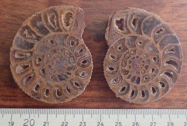 Fossili: Ammonit gesägt und poliert Madagaskar – Usato da Rickenbach BL venduto da Oktober68