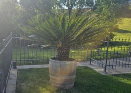 Japanischen Palmfarn inklusive Eichenfass 