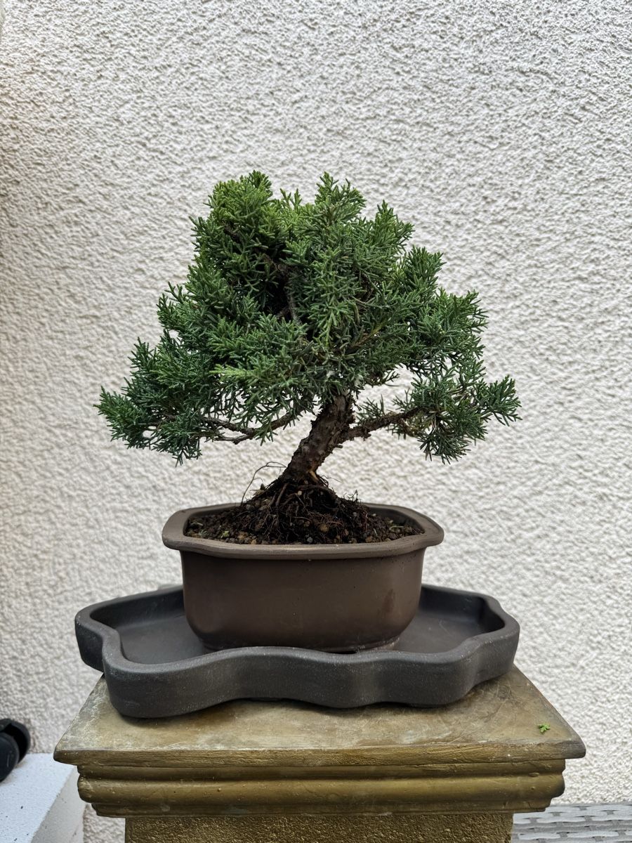 Pflanzen & Samen: Wunderschöner Wacholder Bonsai. – Gebraucht aus Rümlang von Gruseh.ch 3