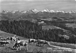 Lüdernalp (BE) Alpweiden mit Aussicht auf die Berner Alpen G