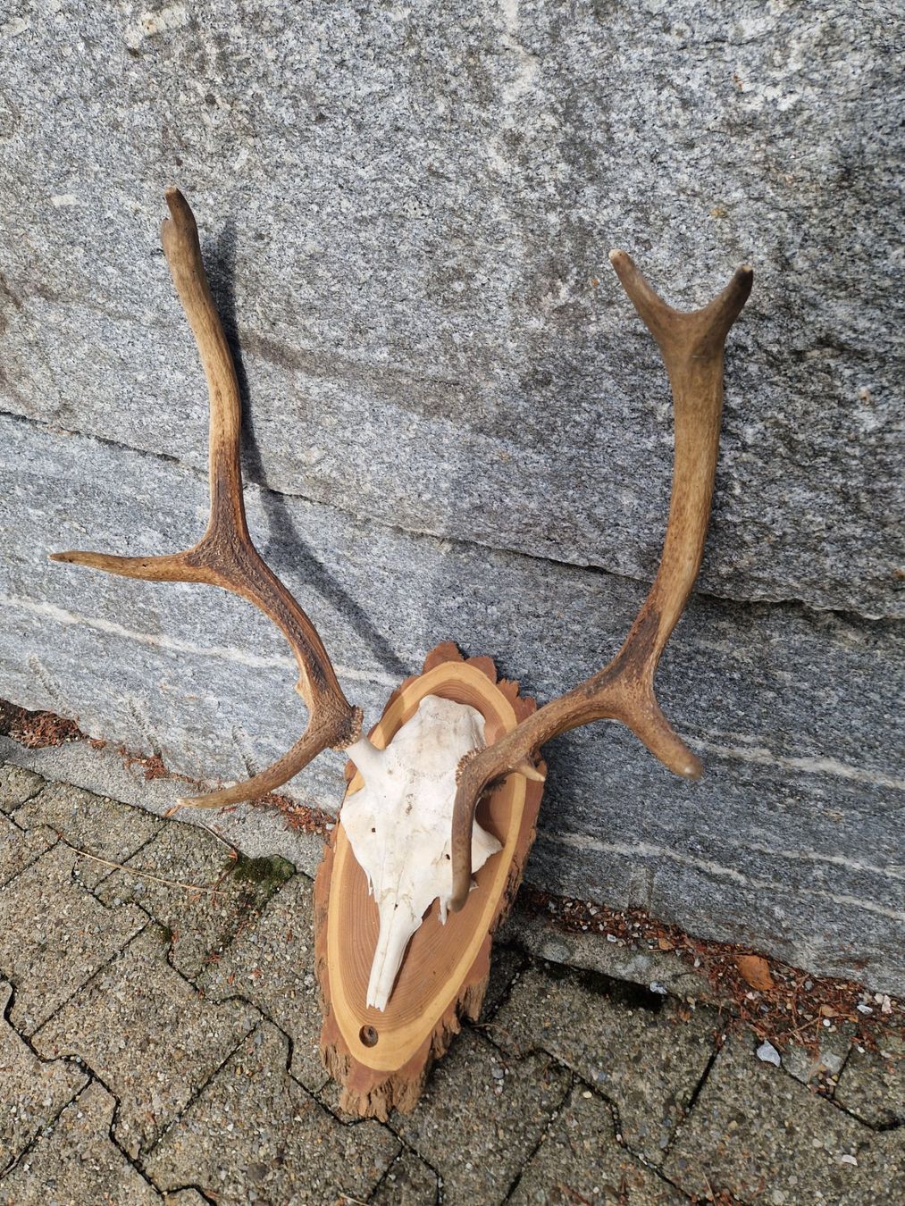 Sonstiges zum Sammeln & Seltenes: Hirsch – Gebraucht aus Wetzikon ZH von Hella73 1