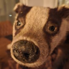 Profile image of bos_rw6t