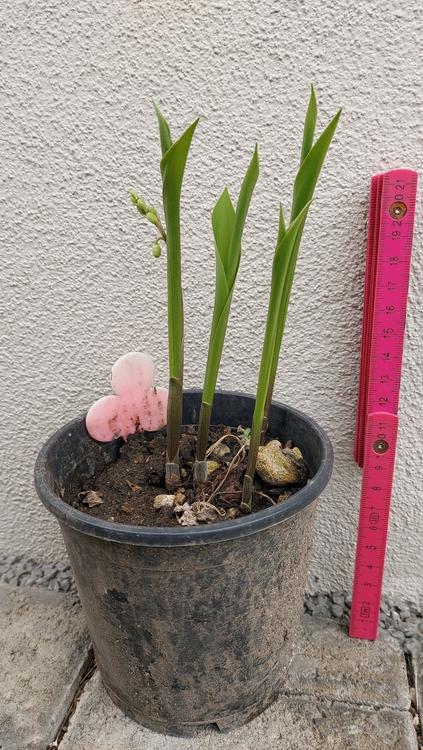 RARITÄT*ROSA MAIGLÖCKCHEN / Maieriesli /Convallaria majalis