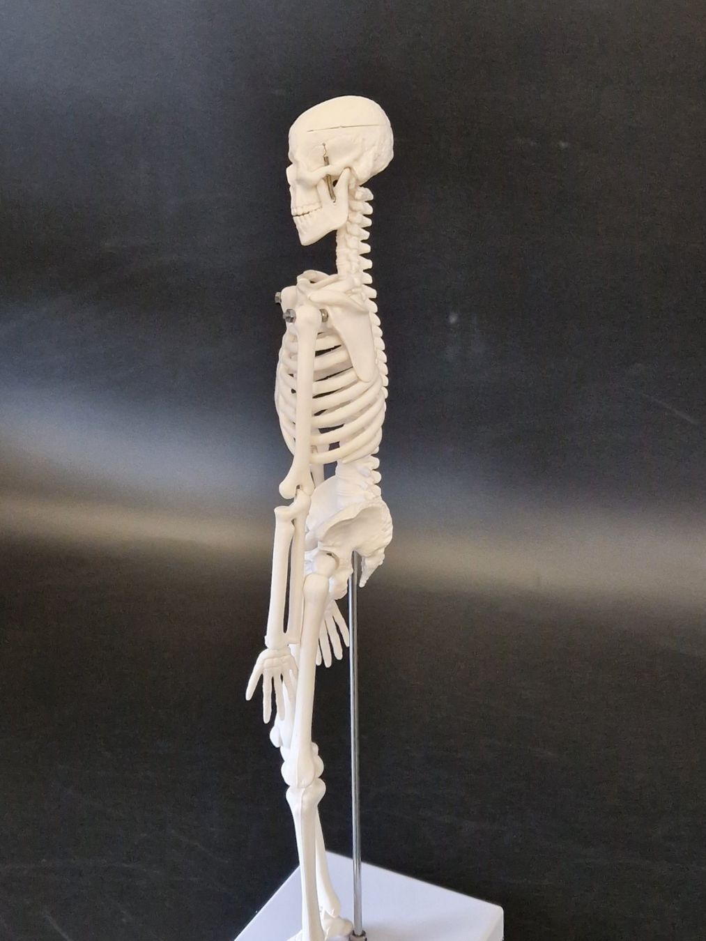 Kit di modellismo & Modellini statici: Anatomie Skelett (klein) – Usato da Muhen venduto da Restwert_Muhen 4