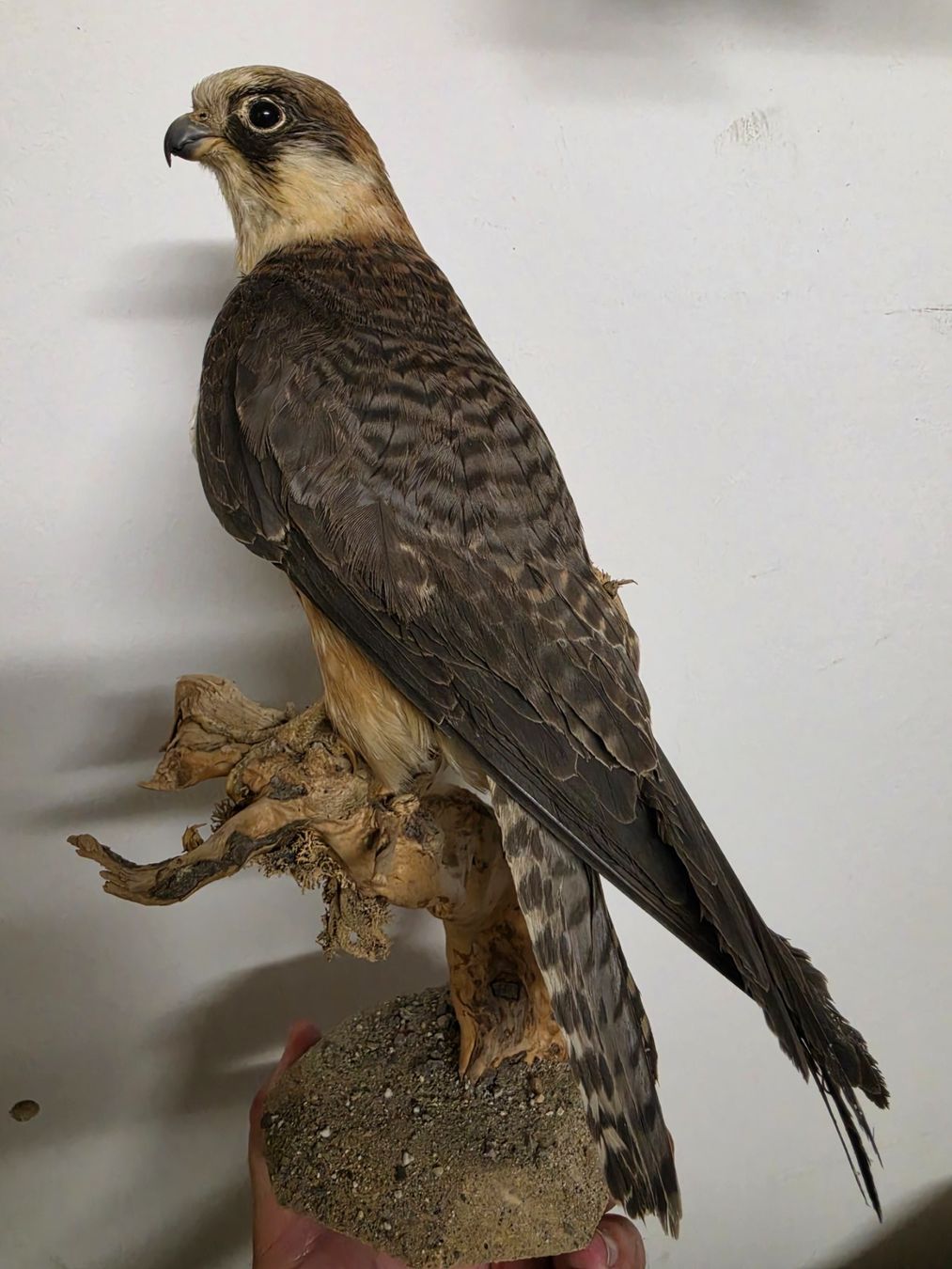 Il mondo degli animali: Präparat Rotfussfalke – Usato da Oberrindal venduto da Ketupu