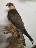 Präparat Rotfussfalke