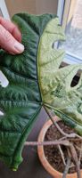 🤩Alocasia Jacklyn Albo Variegata Rhizom 