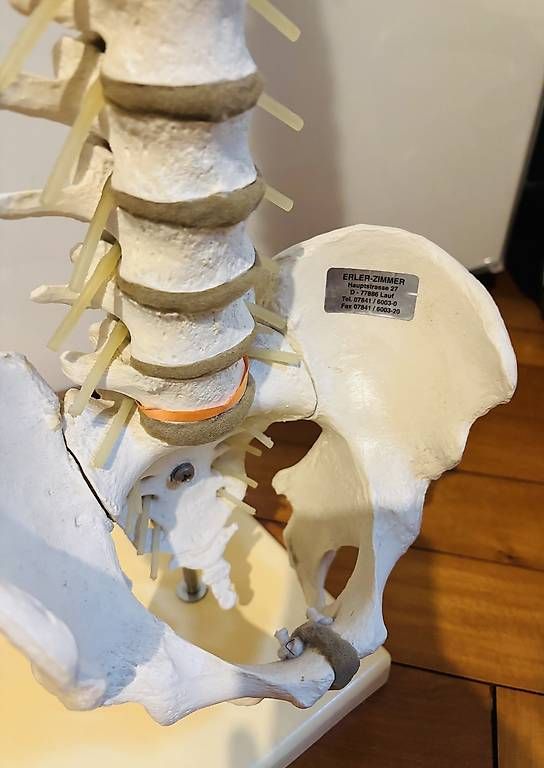 Kit di modellismo & Modellini statici: Anatomische flexible Wirbelsäule von Erler-Zimmer – Usato da Bern venduto da sim_6tww 2