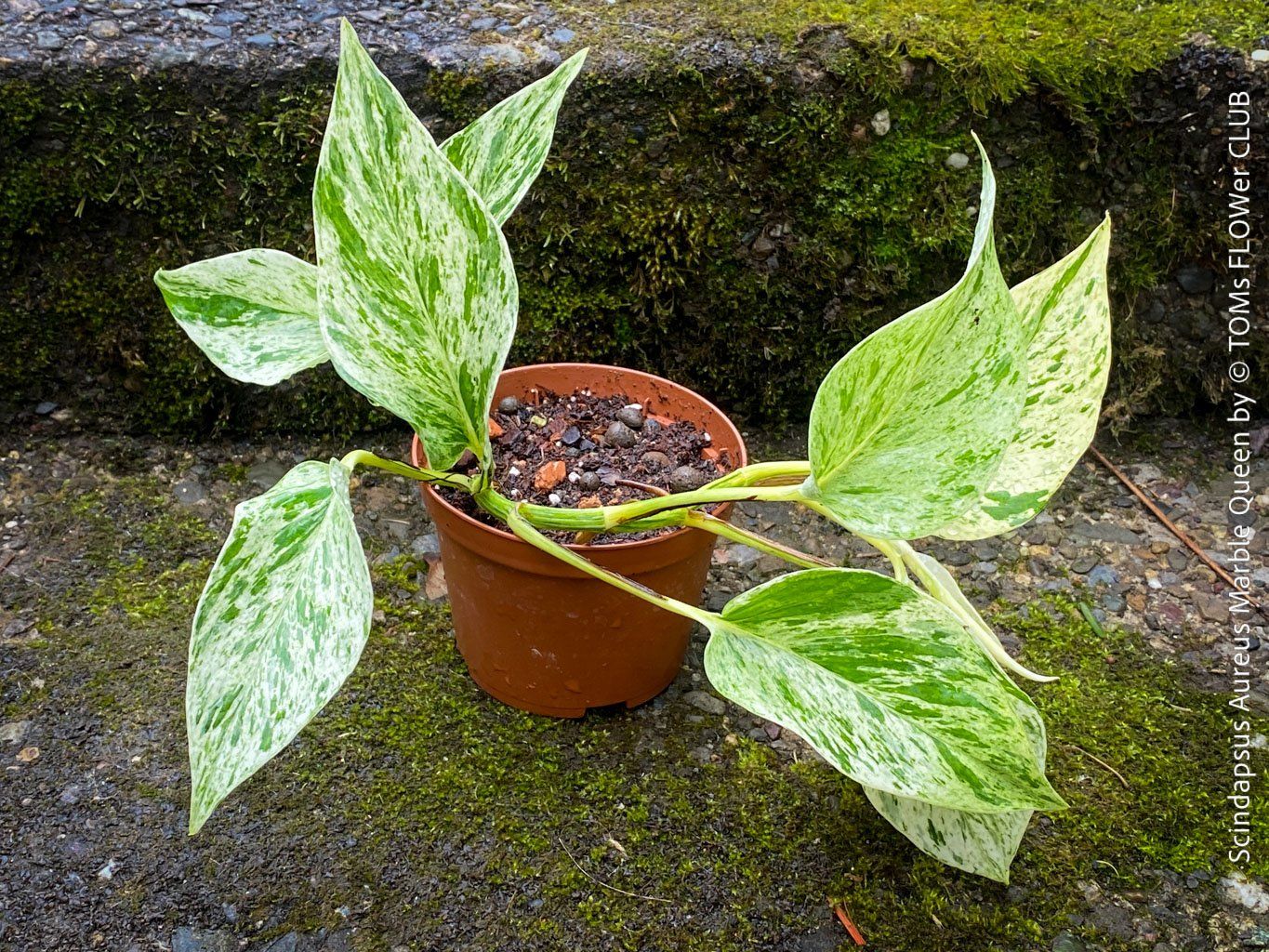 Plantes & graines: Scindapsus Aureus Marble Queen - pflegeleicht & robust – Neuf avec emballage d'origine à Adliswil par TAKEYOURPLANT 5