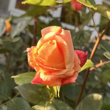 Profile image of mammamia25