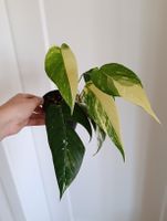 Epipremnum Pinnatum Variegata 