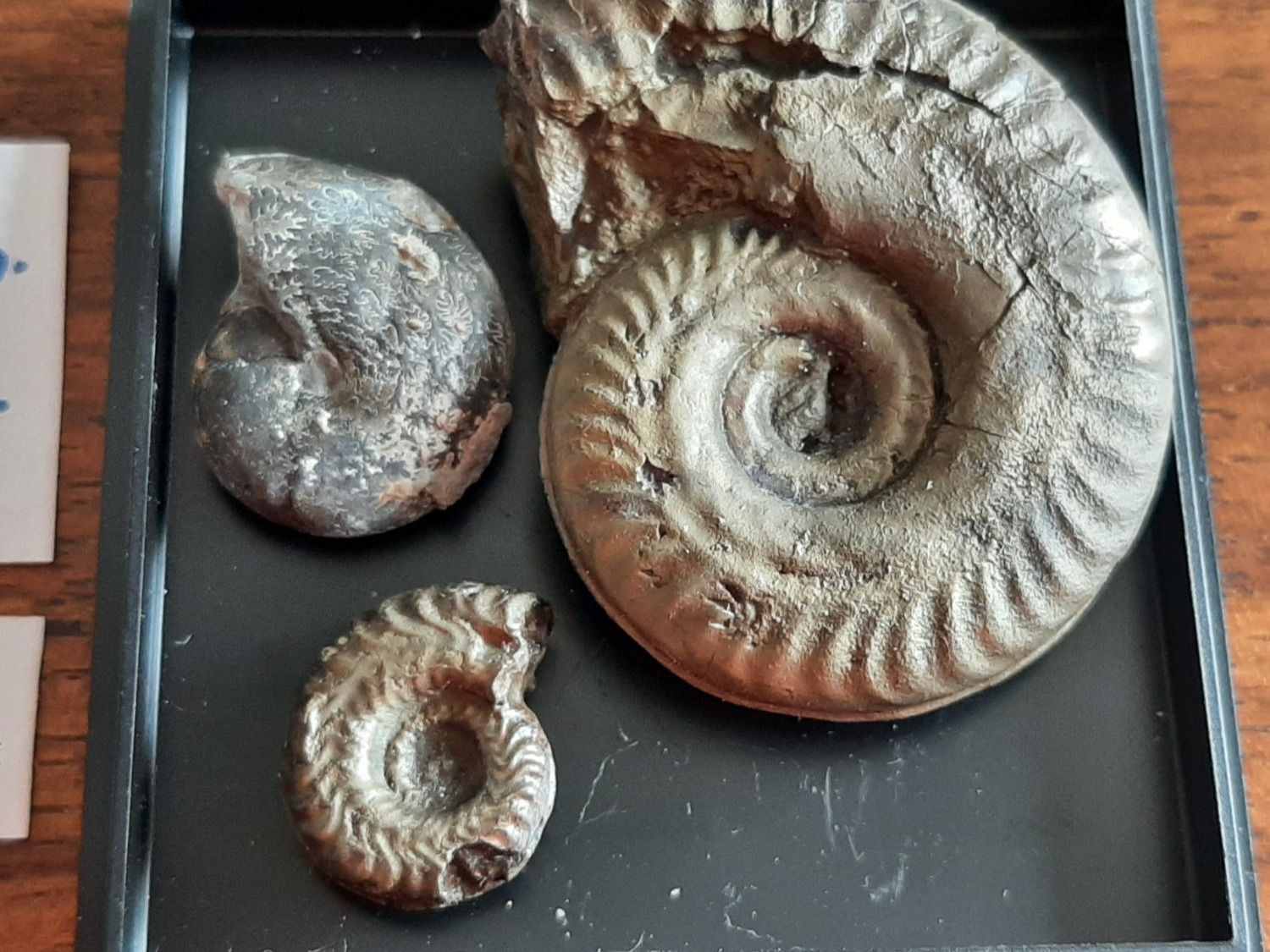 Fossili: Pyrit Ammoniten Frankreich – Usato da Rickenbach BL venduto da Oktober68 1