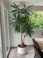 Riesen-Palmlilie (botanisch: Yucca elephantipes)