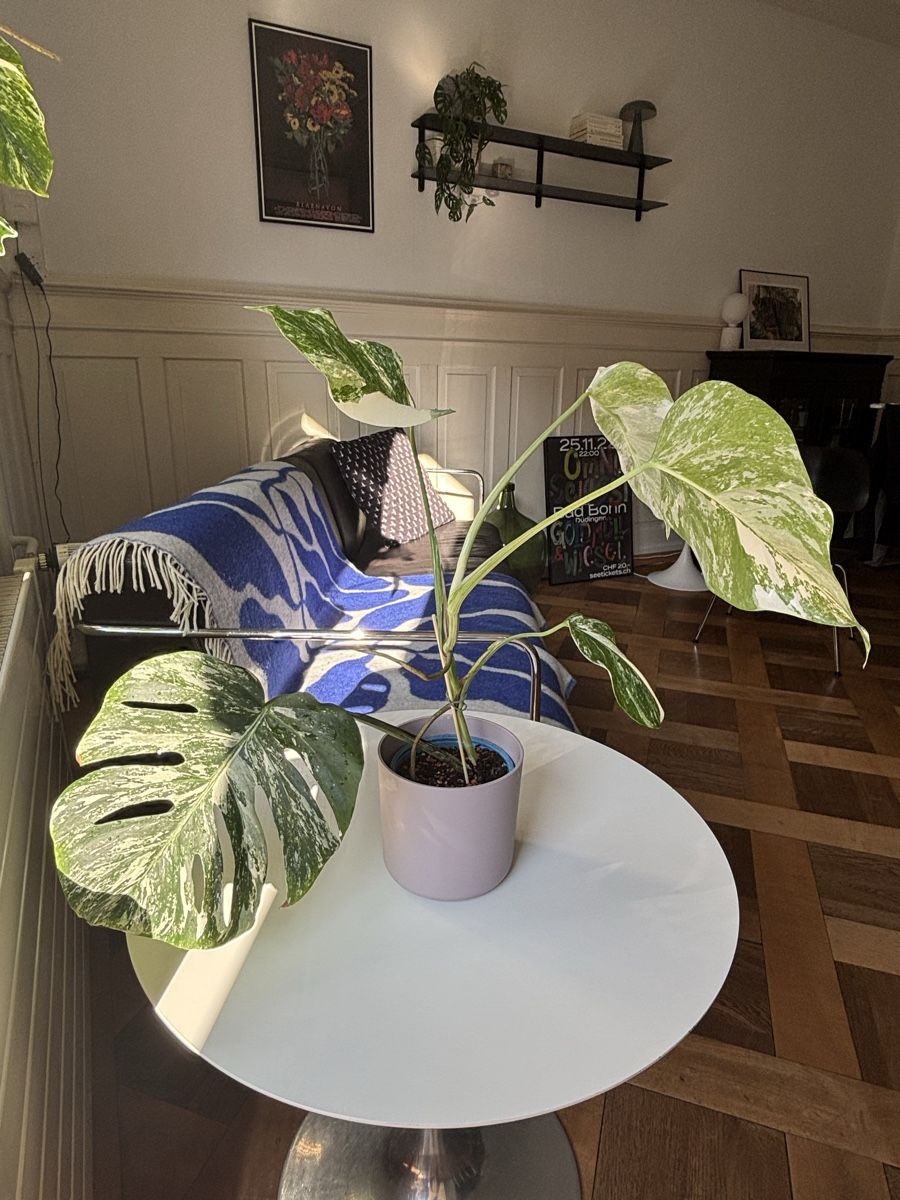 Monstera deliciosa Albo Variegata (Neu (gemss Beschreibung)) in Zrich fr  CHF 79  nur Abholung auf Ricardo kaufen