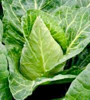 Ab 5.- fr ⚠️RARITÄT⚠️5 Samen "SPITZKABIS" Graines Semi Seeds