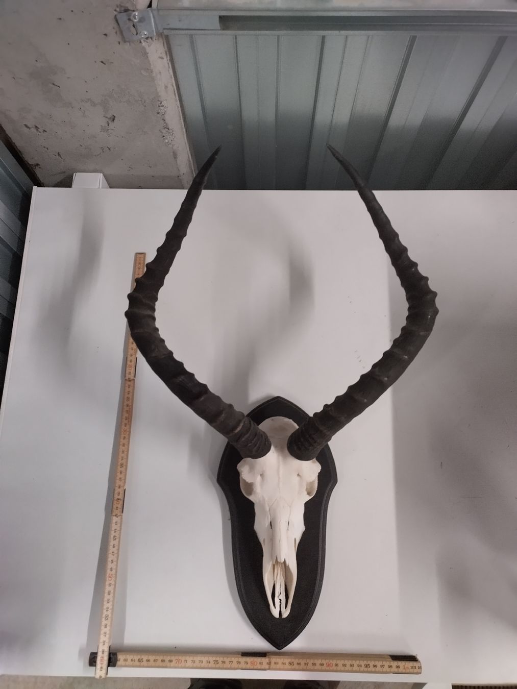 Il mondo degli animali: Grosser Impala Schädel mit Hörnern, Trophäe, Wanddeko. – Usato da Wettingen venduto da Bwalti