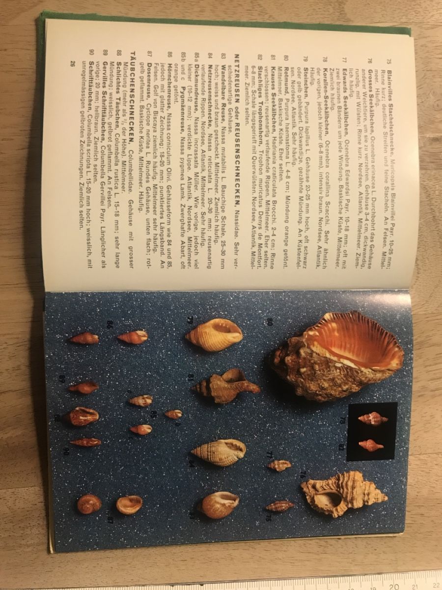 Bücher: Schnecken und Muscheln Buch – Gebraucht aus Thalwil von mabara42 6
