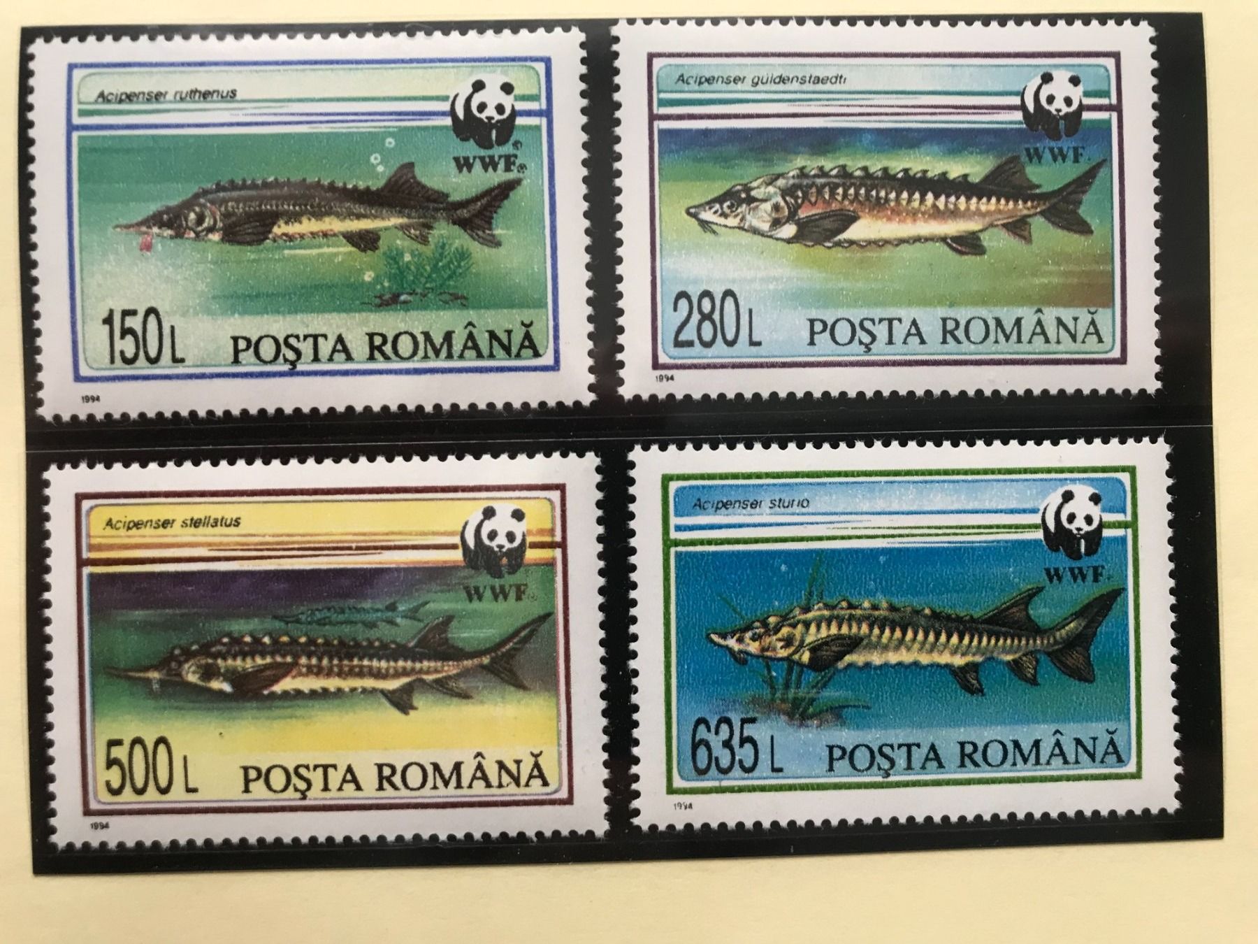 Tutti i francobolli: Rumänien 1994 Satz WWF Stör postfrisch – Nuovo (secondo la descrizione) da Liestal venduto da schnueps