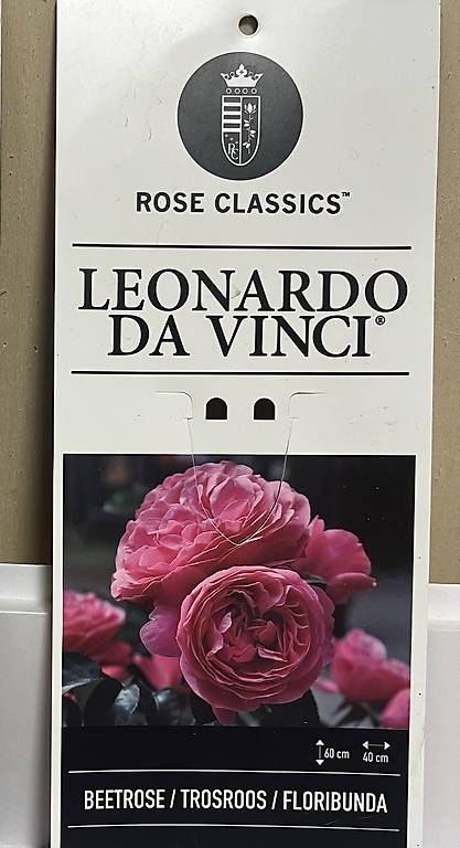 Pflanzen & Samen: Rosenbaum Leonardo da Vinci – Gebraucht aus Chur von imperoimperiale