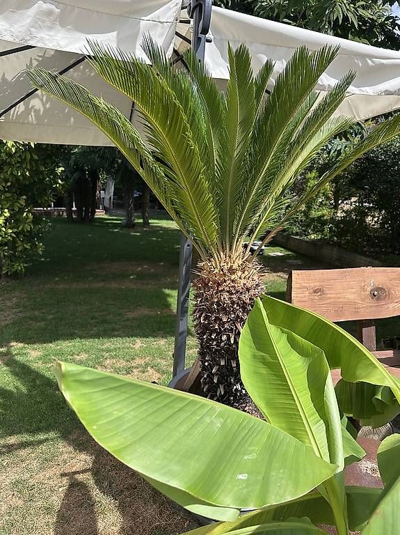 Pflanzen & Samen: Friedenspalme, Cycas Revoluta – Gebraucht aus Basel von Pithoch4 1