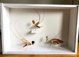 Olivia Etter, Etterlinge originales Kunstwerk