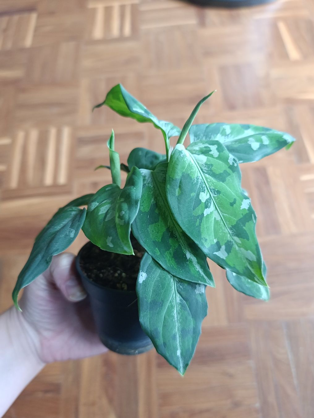 Piante & sementi: Aglaonema pictum tricolor – Usato da Baar venduto da L.isa28 1