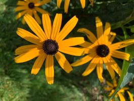 SONNENHUT GOLDSTURM RUDBECKIA FULGIDA Gartenpflanze 10 cm ø