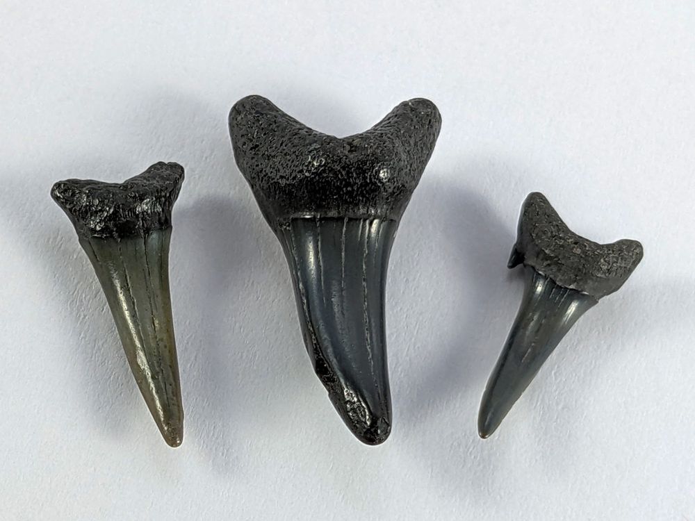 Heyiwell Echte Fossil Haifischzähne - 5 Stück 2-3cm Für Sammlung & Dekoration